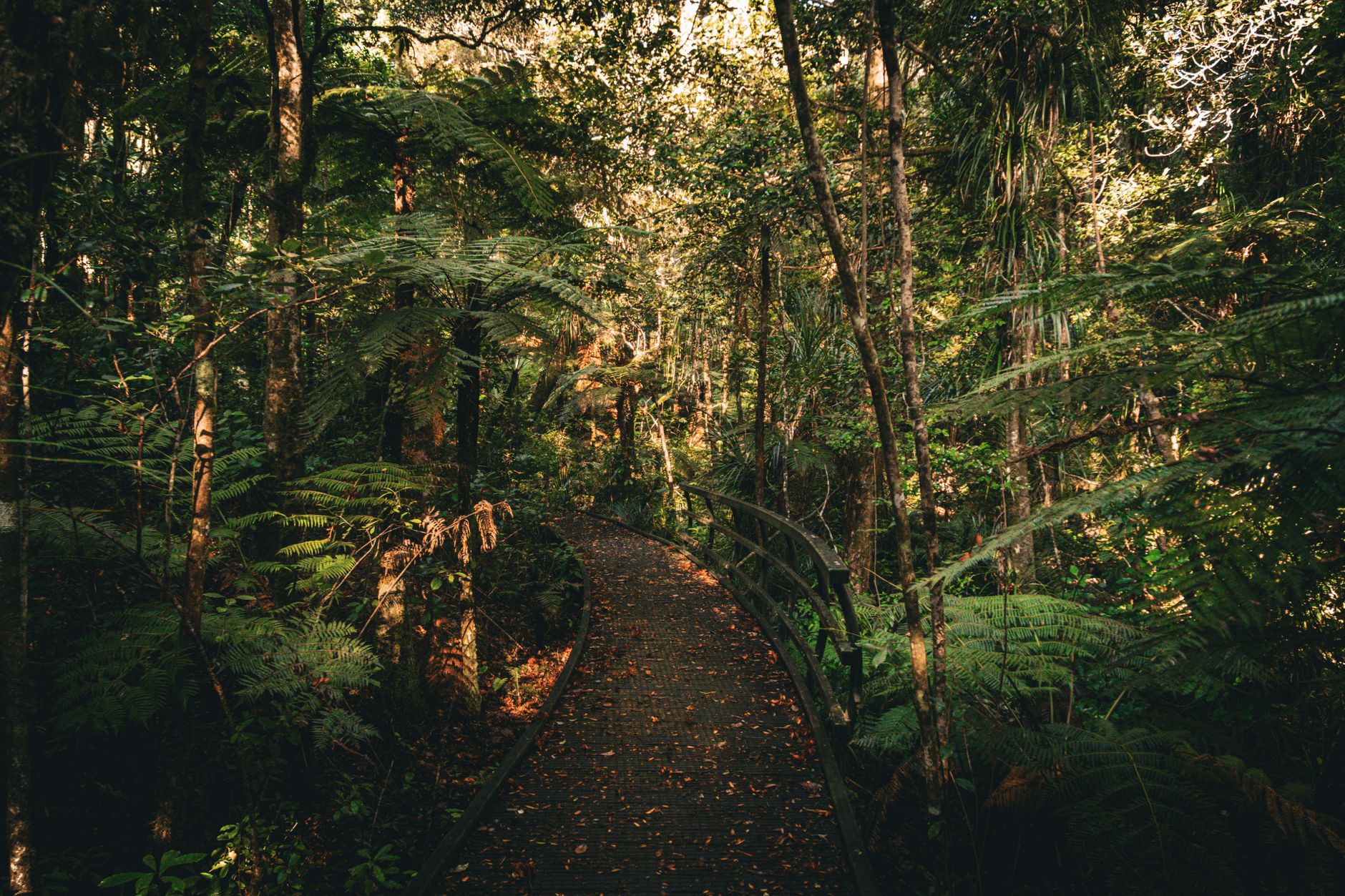 Native fern forest and mossy walkway in New Zealand